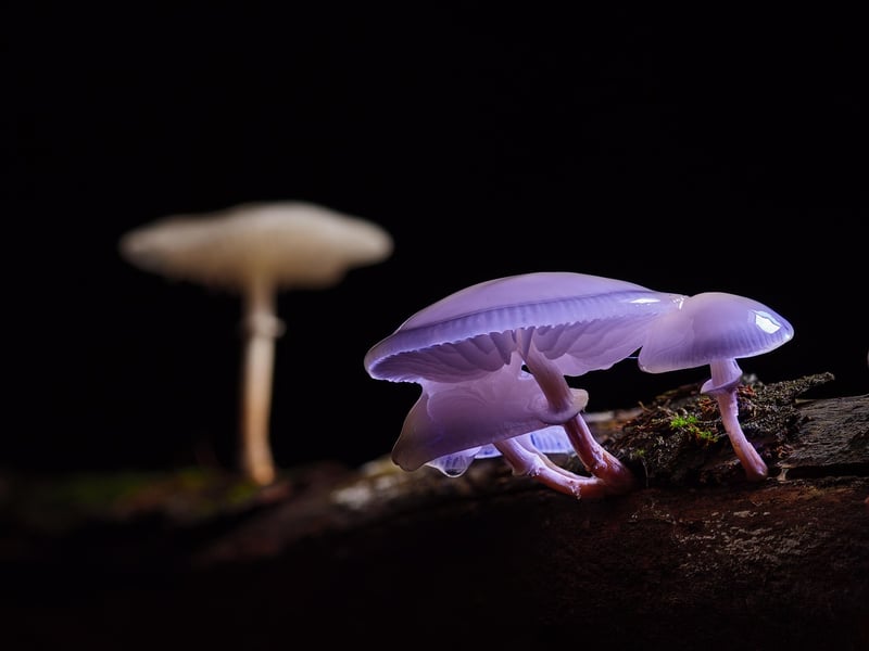 Whimsical Mushroom House