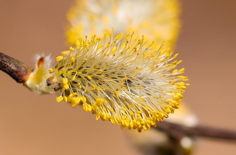 Whispering Willow