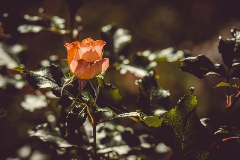 Enchanted Rose Garden